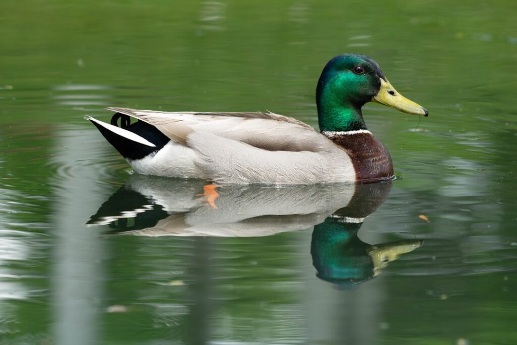 Quiet village green and duck pond in Bolton-by-Bowland