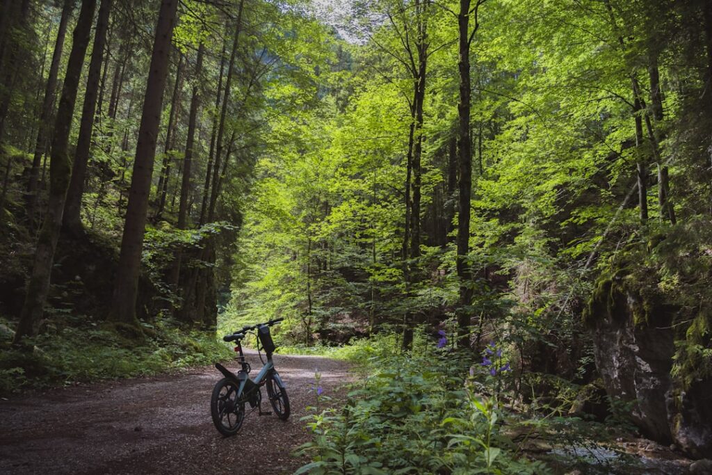 Forest trail through woodland at Gisburn Forest